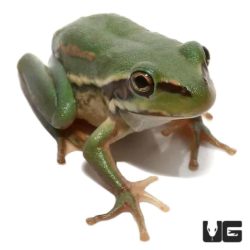 Australian Golden Bells Tree Frog For Sale - Underground Reptiles