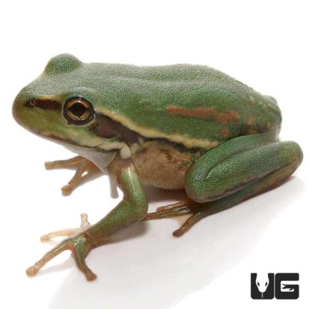 Australian Golden Bells Tree Frog For Sale - Underground Reptiles