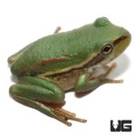 Australian Golden Bells Tree Frog For Sale - Underground Reptiles