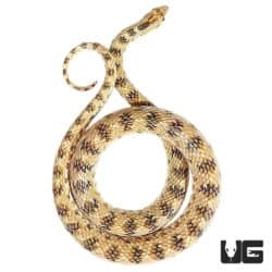 Awl Headed Snakes For Sale - Underground Reptiles