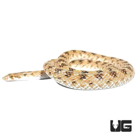 Awl Headed Snakes For Sale - Underground Reptiles