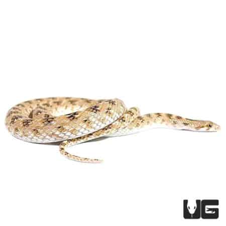 Awl Headed Snakes For Sale - Underground Reptiles