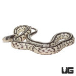 Baby Aberrant Striped Het Hypo Het Lavender California Kingsnakes For Sale - Underground Reptiles