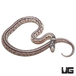 Baby Aberrant Striped Hypo Het Lavender California Kingsnakes For Sale - Underground Reptiles