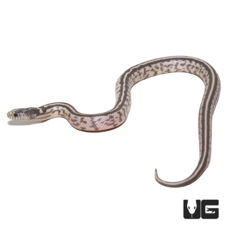 Baby Aberrant Striped Hypo Het Lavender California Kingsnakes For Sale - Underground Reptiles