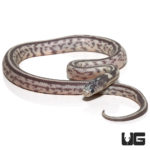 Baby Aberrant Striped Hypo Het Lavender California Kingsnakes For Sale - Underground Reptiles