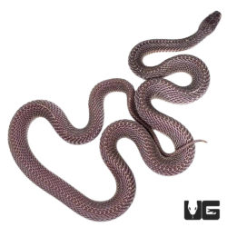 Baby African File Snakes For Sale - Underground Reptiles