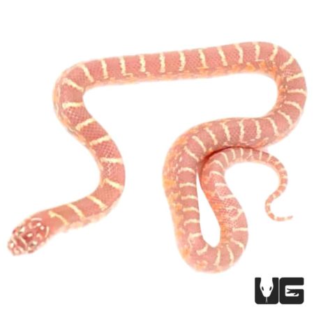 Baby Albino Brooks Kingsnakes For Sale - Underground Reptiles