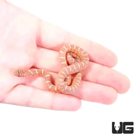Baby Albino Brooks Kingsnakes For Sale - Underground Reptiles