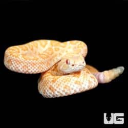 Baby Albino Het Scaleless Western Diamondback Rattlesnake For Sale - Underground Reptiles