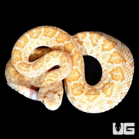 Baby Albino Het Scaleless Western Diamondback Rattlesnake For Sale - Underground Reptiles