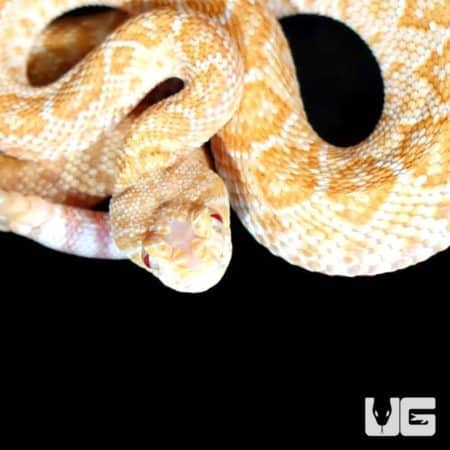 Baby Albino Het Scaleless Western Diamondback Rattlesnake For Sale - Underground Reptiles