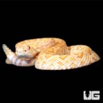 Baby Albino Het Scaleless Western Diamondback Rattlesnake For Sale - Underground Reptiles