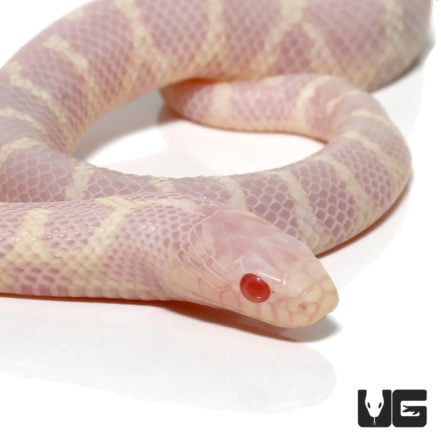 Baby Albino Hypo Het Lavender California Kingsnake - Underground Reptiles