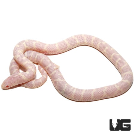 Baby Albino Hypo Het Lavender California Kingsnakes For Sale - Underground Reptiles