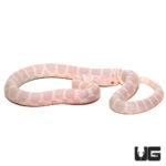 Baby Albino Hypo Het Lavender California Kingsnakes For Sale - Underground Reptiles