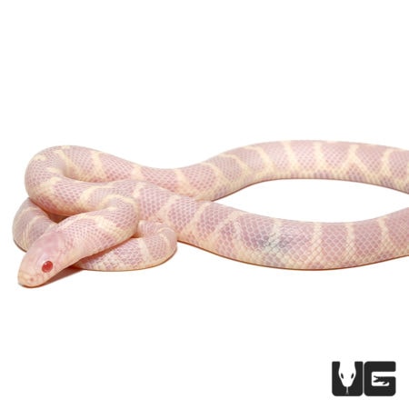 Baby Albino Hypo Het Lavender California Kingsnakes For Sale - Underground Reptiles