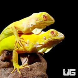 Baby Albino Iguanas (Iguana iguana) For Sale - Underground Reptiles