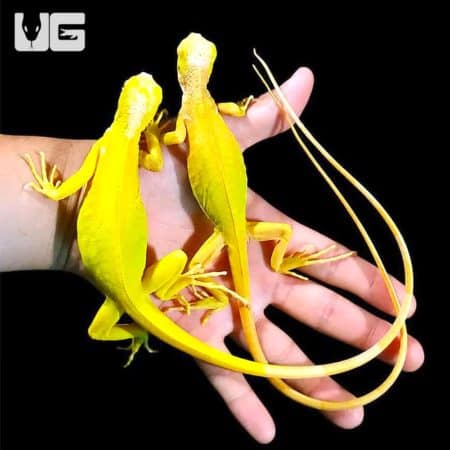 Baby Albino Iguanas (Iguana iguana) For Sale - Underground Reptiles