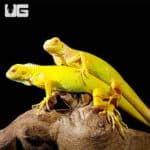 Baby Albino Iguanas (Iguana iguana) For Sale - Underground Reptiles