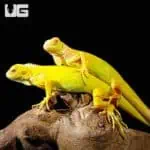 Baby Albino Iguanas (Iguana iguana) For Sale - Underground Reptiles