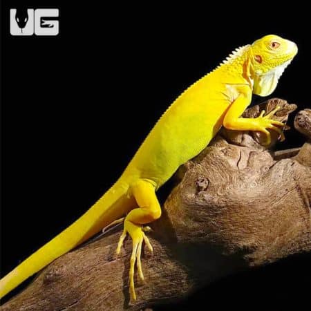 Baby Albino Iguanas (Iguana iguana) For Sale - Underground Reptiles