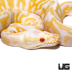 Baby Albino Leopard Pastel Ball Pythons For Sale - Underground Reptiles