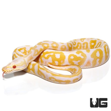 Baby Albino Leopard Pastel Ball Pythons For Sale - Underground Reptiles