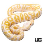 Baby Albino Leopard Pastel Ball Pythons For Sale - Underground Reptiles