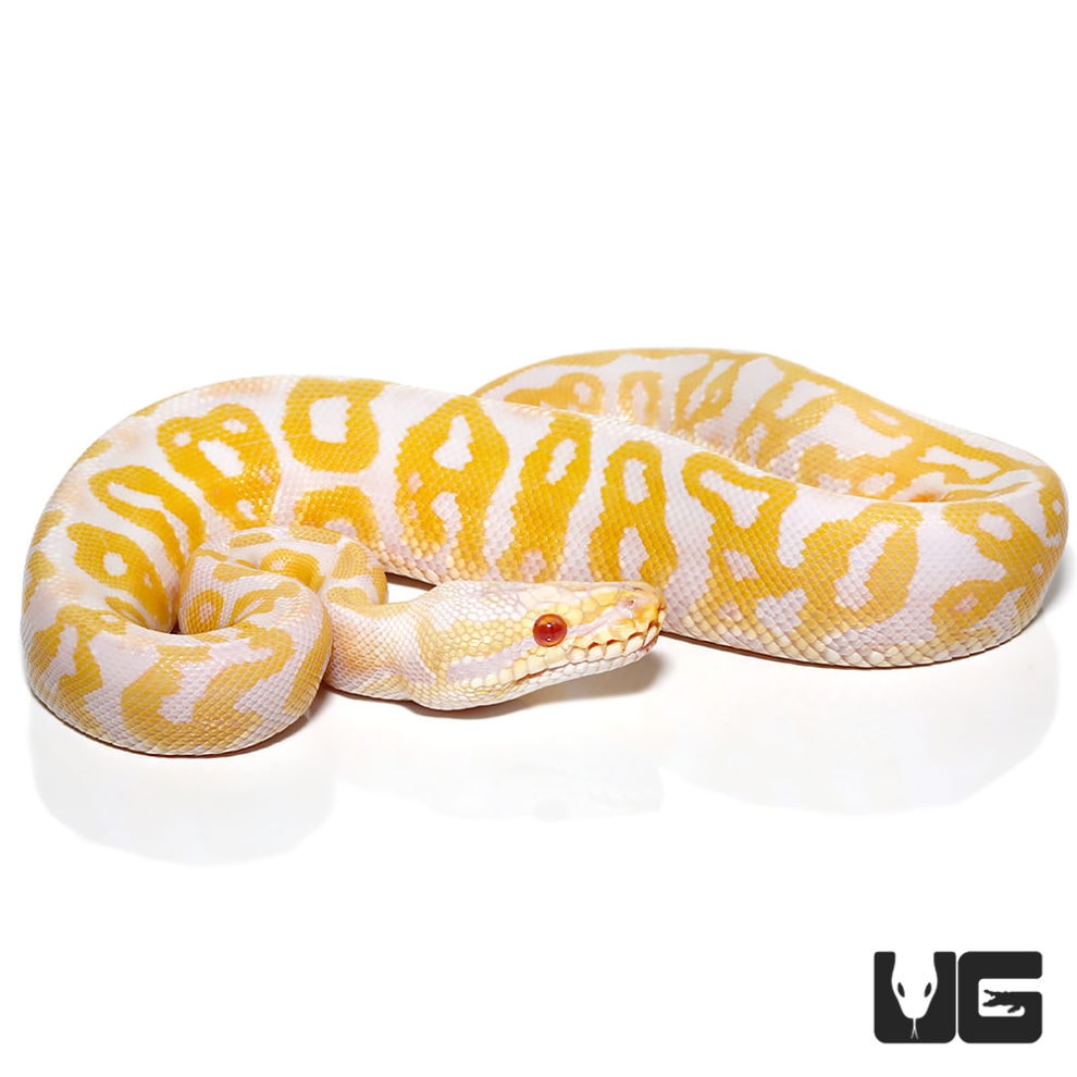 Baby Albino Leopard Pastel Ball Python For Sale - Underground Reptiles