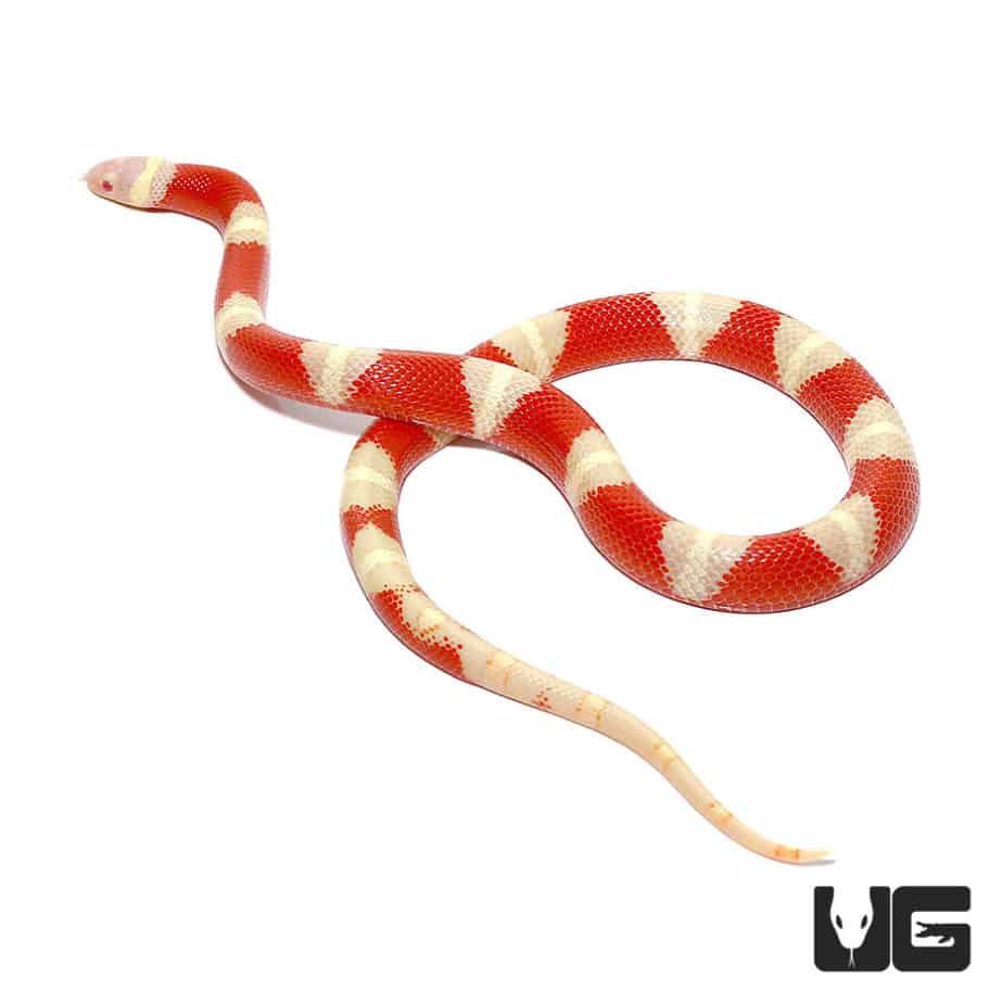 Baby Albino Nelson's Milksnakes For Sale - Underground Reptiles