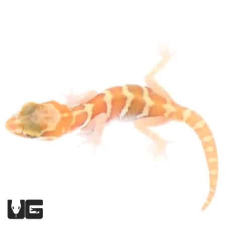 Baby Albino Panther Geckos (Paroedura pictus) For Sale - Underground Reptiles