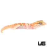 Baby Albino Panther Geckos (Paroedura pictus) For Sale - Underground Reptiles