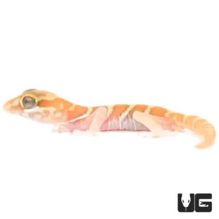 Baby Albino Panther Geckos (Paroedura pictus) For Sale - Underground Reptiles