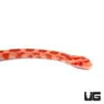 Baby Albino Redfactor Cornsnakes For Sale - Underground Reptiles