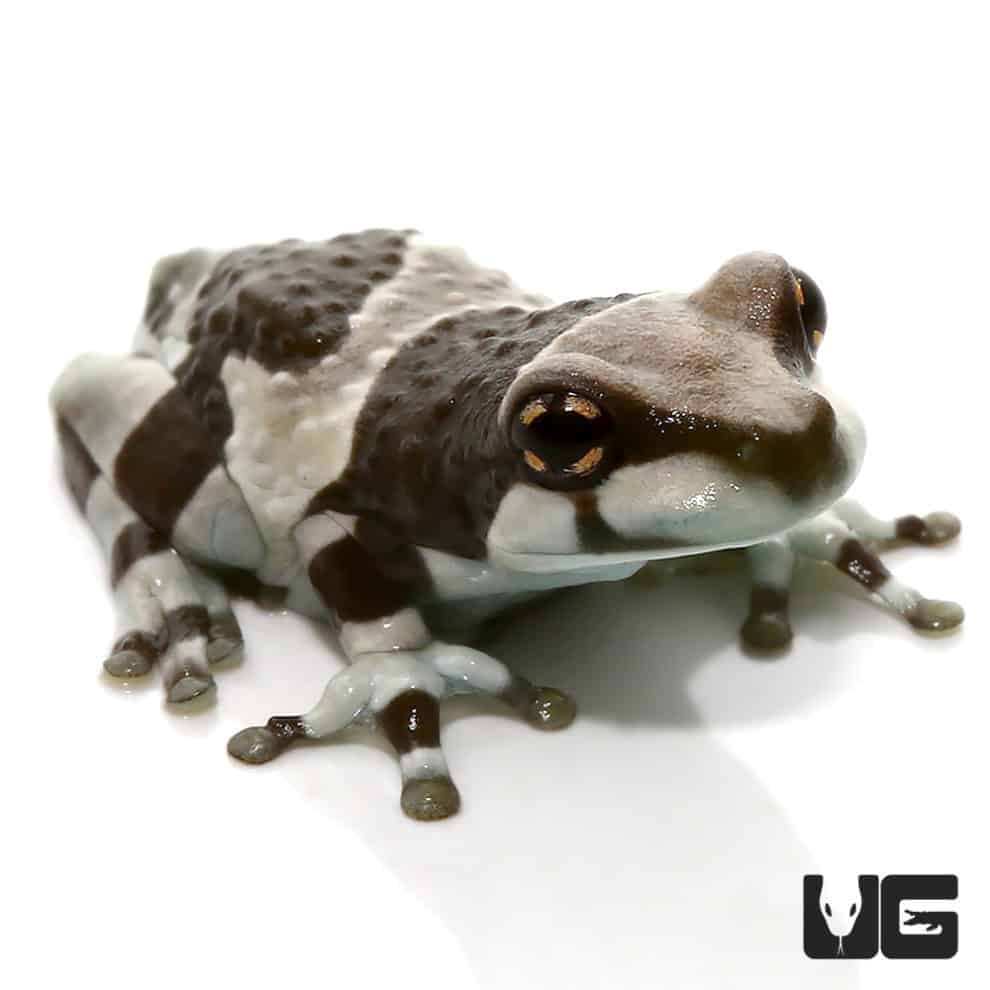 Amazon Milk Frog (Trachycephalus resinifictrix) For Sale Underground