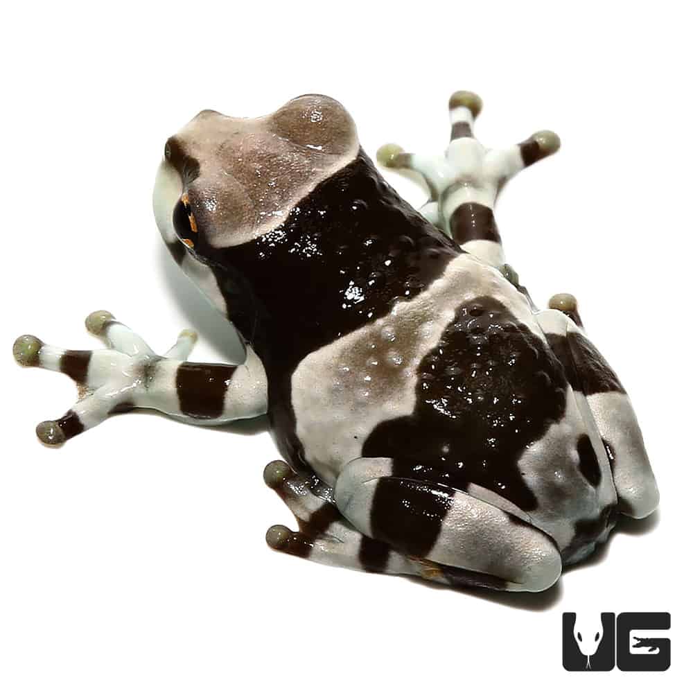 Amazon Milk Frog (Trachycephalus resinifictrix) For Sale Underground