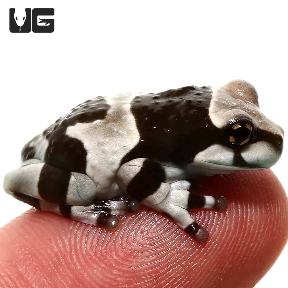 Amazon Milk Frog (Trachycephalus resinifictrix) For Sale Underground
