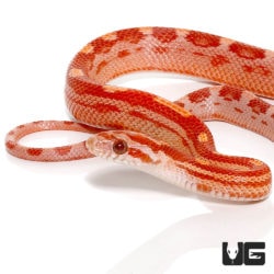 Baby Amel Motley Cornsnakes For Sale - Underground Reptiles