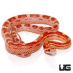 Baby Amel Motley Cornsnakes For Sale - Underground Reptiles