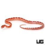 Baby Amel Motley Cornsnakes For Sale - Underground Reptiles