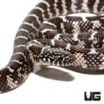 Baby Anery Brooks Kingsnakes (Lampropeltis getula brooksi) For Sale - Underground Reptiles