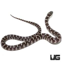 Baby Anery Brooks Kingsnakes (Lampropeltis getula brooksi) For Sale - Underground Reptiles