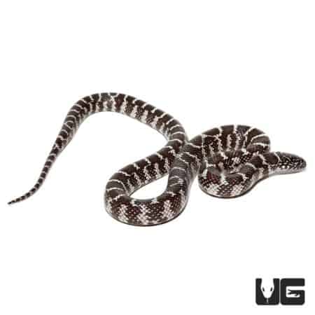 Baby Anery Brooks Kingsnakes (Lampropeltis getula brooksi) For Sale - Underground Reptiles