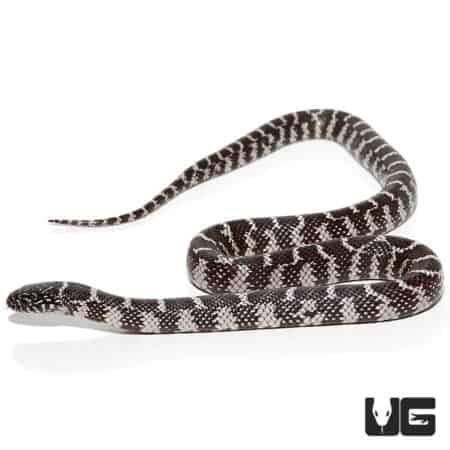 Baby Anery Brooks Kingsnakes (Lampropeltis getula brooksi) For Sale - Underground Reptiles