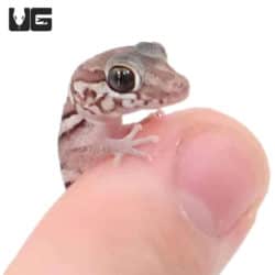 Baby Anery Panther Geckos (Paroedura pictus) For Sale - Underground Reptiles