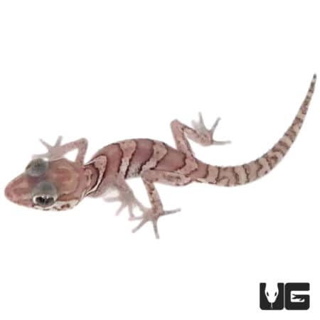 Baby Anery Panther Geckos (Paroedura pictus) For Sale - Underground Reptiles