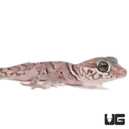 Baby Anery Panther Geckos (Paroedura pictus) For Sale - Underground Reptiles