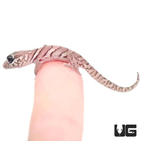 Baby Anery Panther Geckos (Paroedura pictus) For Sale - Underground Reptiles