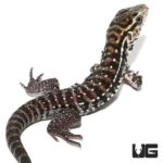 Baby Baby Red Anertherystic Tegus For Sale - Underground Reptiles
